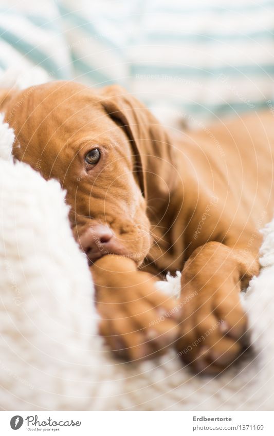 Schmollen Tier Haustier Hund Welpe Jagdhund 1 Tierjunges beobachten Erholung warten braun Ben Vizsla dog puppy Farbfoto Gedeckte Farben Innenaufnahme