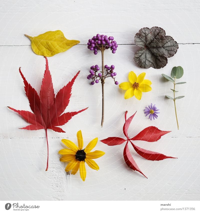 Herbst im Garten III Natur Pflanze Super Stillleben herbstlich Blume Blüte Blatt Eukalyptusbaum Ahorn Frucht mehrfarbig rot gelb violett schön Blühend Farbfoto