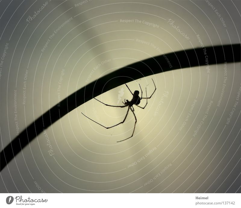 Spinne am Abend Tier Licht Schilfrohr Halm Natur