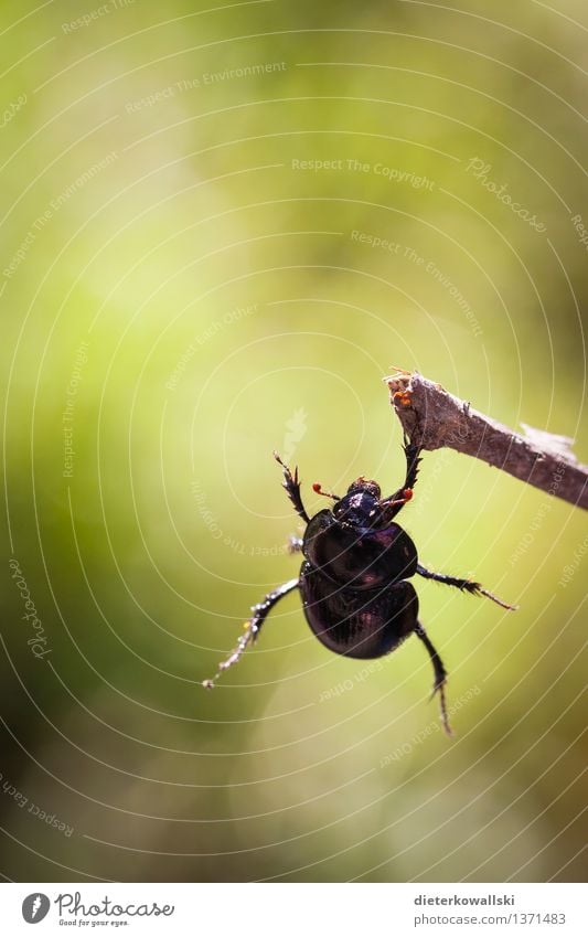 Geotrupidae Umwelt Natur Tier Wildtier Käfer Mistkäfer 1 hängen grün schwarz Farbfoto Außenaufnahme Textfreiraum oben Tag Gegenlicht Schwache Tiefenschärfe