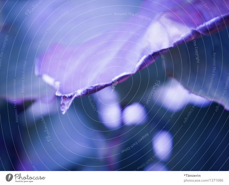 Ein Hauch von scharf Natur Pflanze Herbst Blatt Weinblatt ästhetisch frisch einzigartig natürlich blau violett ruhig Farbfoto Gedeckte Farben Außenaufnahme