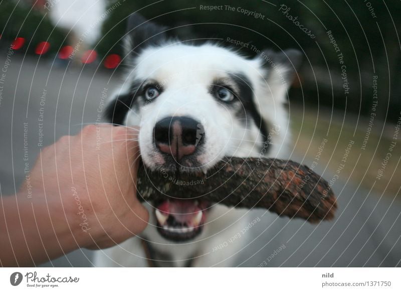 Grrrrrrrrr Freizeit & Hobby Spielen Park Tier Haustier Hund 1 Holz fangen Zusammensein Angst Hand greifen beißen Zähne Stock Freundschaft Leika Jagdhund