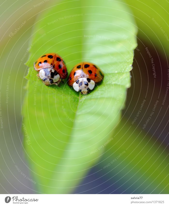 Paar Natur Pflanze Tier Blatt Grünpflanze Käfer Marienkäfer 2 Tierpaar sitzen Glück niedlich oben positiv grün orange Partnerschaft Farbe Sicherheit Team