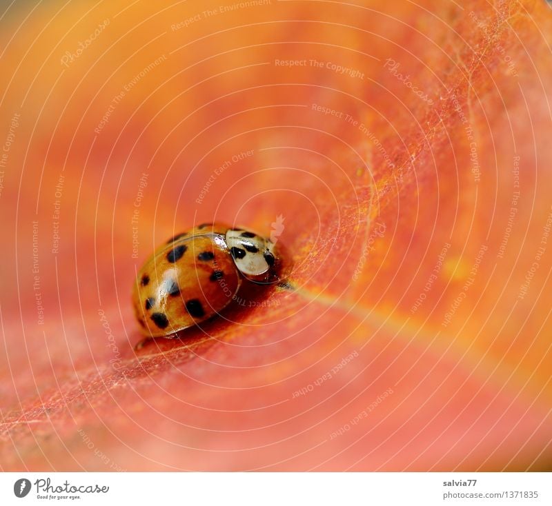 Ton-in-Ton Natur Pflanze Tier Herbst Blatt Blattadern Käfer Tiergesicht Marienkäfer 1 sitzen ästhetisch klein Wärme gelb orange rot Glück ruhig Einsamkeit Farbe