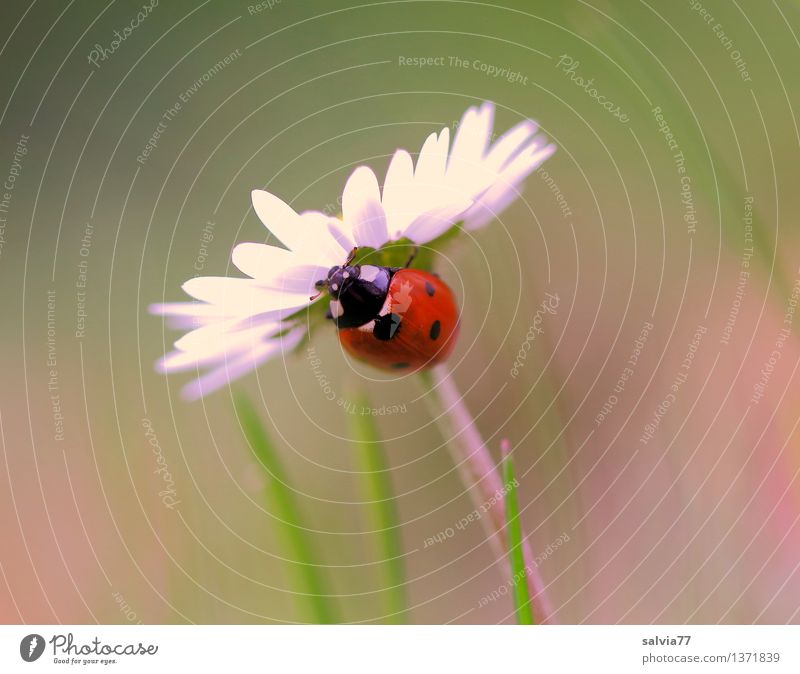 Gleich geschafft Umwelt Natur Pflanze Tier Frühling Sommer Blume Gras Blüte Gänseblümchen Wiese Marienkäfer Siebenpunkt-Marienkäfer Insekt 1 krabbeln ästhetisch