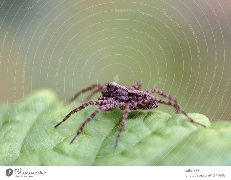 Wolfsspinne Natur Tier Erde Pflanze Blatt Grünpflanze Spinne Lycosoidea 1 sitzen warten Ekel exotisch listig braun grün Wachsamkeit geduldig Jagd beobachten