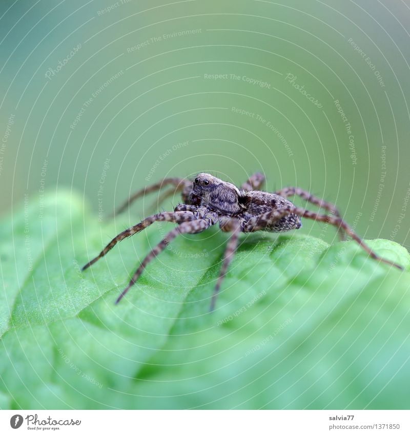 Alles im Blick Natur Pflanze Tier Erde Blatt Grünpflanze Spinne Wolfsspinne 1 beobachten berühren Jagd sitzen warten Ekel exotisch listig braun grün Wachsamkeit