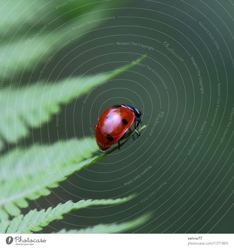 Mittelpunkt Umwelt Natur Pflanze Tier Sommer Farn Blatt Grünpflanze Käfer Marienkäfer Siebenpunkt-Marienkäfer Insekt 1 krabbeln frisch glänzend Glück klein