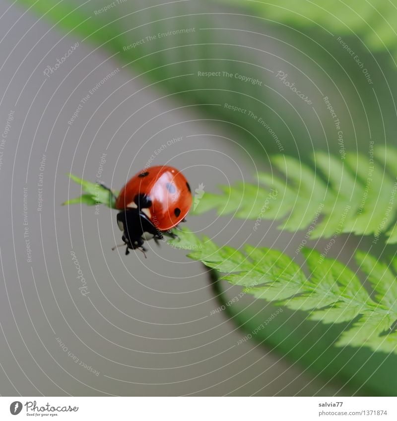 Spitzen vereint Natur Pflanze Tier Sommer Farn Blatt Käfer Marienkäfer Siebenpunkt-Marienkäfer Insekt 1 krabbeln ästhetisch klein oben positiv grau grün rot