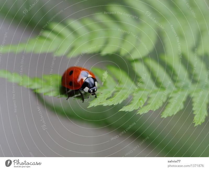 Blatt für Blatt Natur Pflanze Tier Sommer Farn Grünpflanze Käfer Marienkäfer Siebenpunkt-Marienkäfer Insekt 1 krabbeln klein oben grau grün rot Leichtigkeit