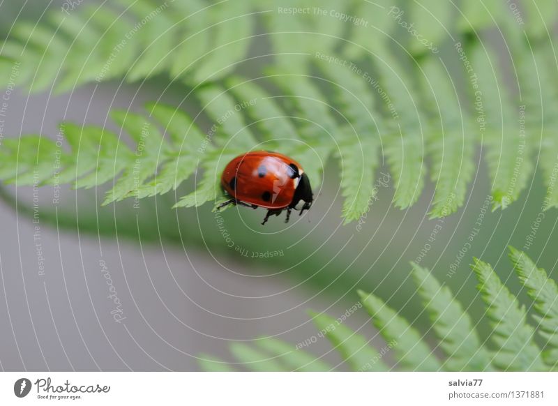 Tritt ins Leere Natur Pflanze Tier Sommer Farn Blatt Grünpflanze Käfer Siebenpunkt-Marienkäfer Insekt 1 Bewegung krabbeln klein niedlich oben grau grün rot