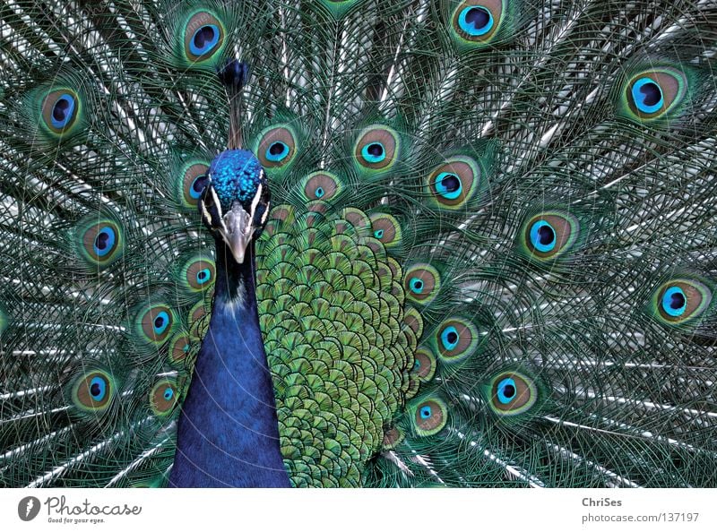 Pfau in blassblau_01 Vogel Vieh mehrfarbig schön eitel Radschlagen Körperhaltung Brunft Präsentation Tier grau grün Schnabel Federvieh Nordwalde Park mänchen