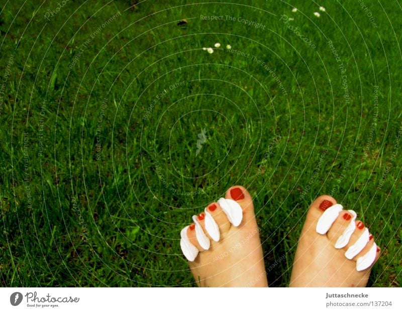 Aufbrezeln Nagel Zehen Nagellack rot lackieren Watte Gras Wiese grün Sommer Barfuß schön Fuß Wattepads Garten Pediküre bloßfüßig Rasen Juttaschnecke