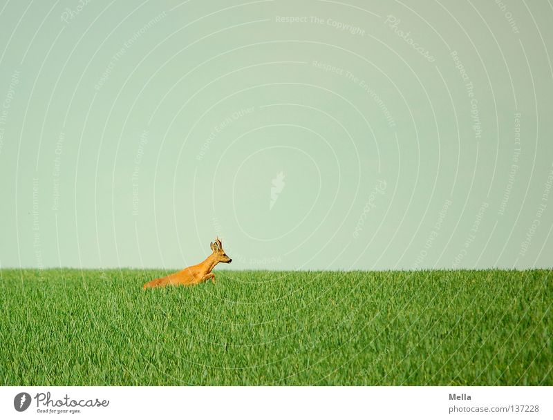 Auf der Flucht Umwelt Natur Tier Himmel Wiese Feld Wildtier Reh Rehbock 1 laufen springen frei natürlich blau grün Freiheit flüchten Farbfoto Außenaufnahme