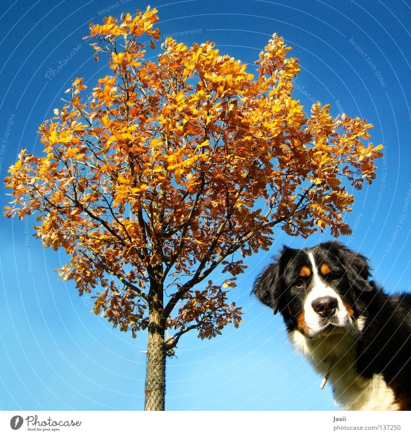 Was guckst du? Hund Baum Herbst Blatt erstaunt Quadrat braun Zaun Gitter Halsband Schnauze Orangenbaum Säugetier Blick hä was guckst du Wind blau Himmel