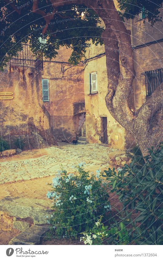 Hofgarten Ferien & Urlaub & Reisen Sommer Sommerurlaub Garten Dekoration & Verzierung Kultur Natur Wärme Pflanze Baum Blume Dorf alt außergewöhnlich einzigartig