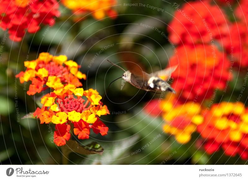 Wandelroeschen, Lantana, camara, Wandelrosen, Tier Blume Sträucher Blüte Topfpflanze Garten Terrasse Wildtier Schmetterling orange rot Wandelröschen