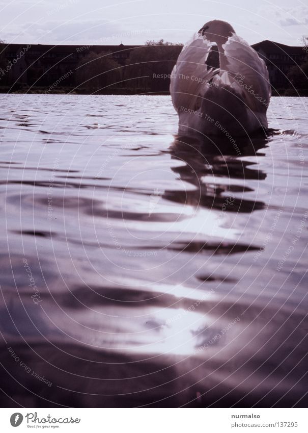 Guten Morgen Schwan Vogel fauchen weiß Wappentier Tier Jäger Märchen ausrutschen Horizont schön Licht füttern Wellen Fluss Bach Strand Küste Wasser Feder