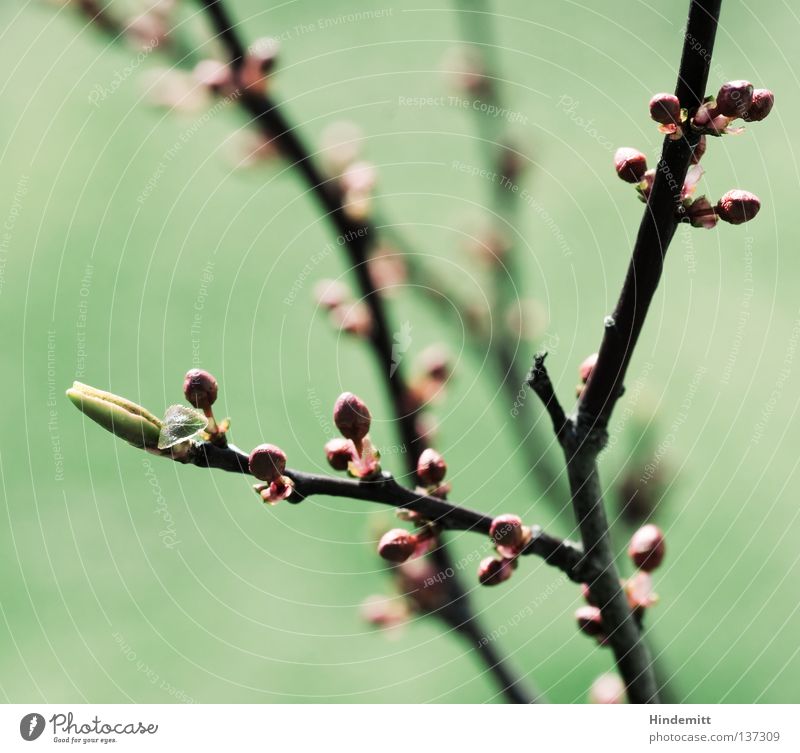 In statu nascendi. Pflanze Pflaume Stock Blüte Blattknospe Entwicklung frisch zart Umwelt grün rot braun zerbrechlich Geburt entstehen aufmachen Frühling