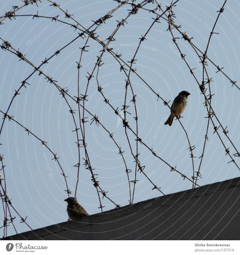 Stacheldraht auf Mauer mit zwei Spatzen Freiheit Luftverkehr Tier Himmel Flughafen Gefängnis Vogel 2 frei Frieden Zaun Grenze Barriere aussperren Versteck