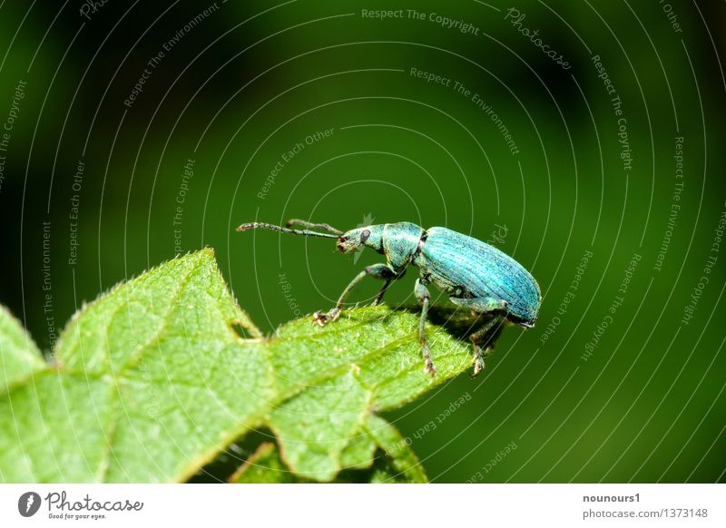 Kleiner Rüsselkäfer Tier Wildtier Käfer 1 gehen krabbeln Facettenauge Fühler Flügel brustschild Farbfoto Gedeckte Farben Außenaufnahme Nahaufnahme Makroaufnahme