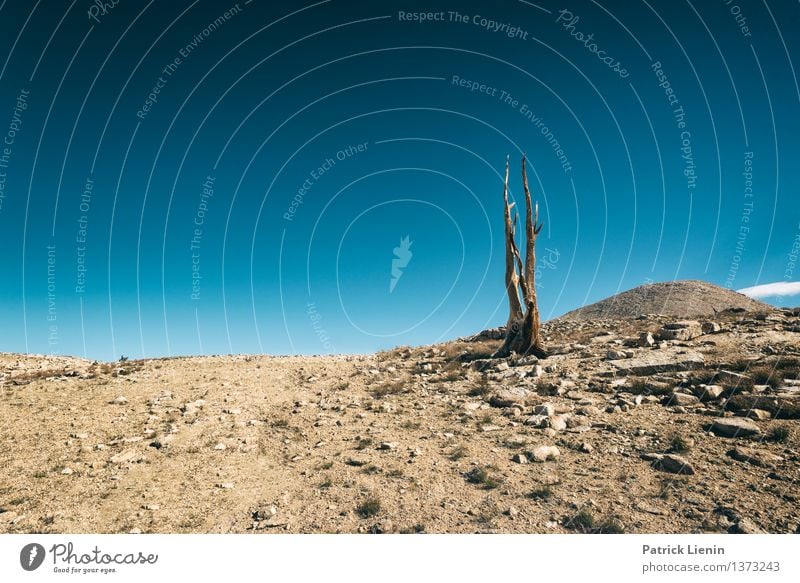 Last Tree Standing Ferien & Urlaub & Reisen Umwelt Natur Landschaft Pflanze Urelemente Erde Sand Luft Himmel Wolkenloser Himmel Sonne Sommer Klima Klimawandel