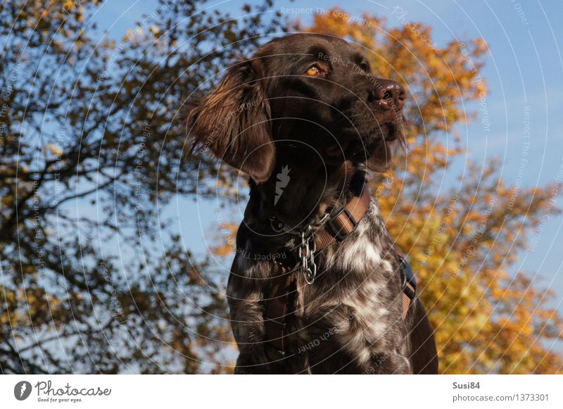 Anmut Natur Pflanze Herbst Baum Herbstlaub Laubbaum Feld Tier Haustier Hund Jagdhund 1 Blick elegant braun gelb Coolness Willensstärke Macht erhaben Ferne