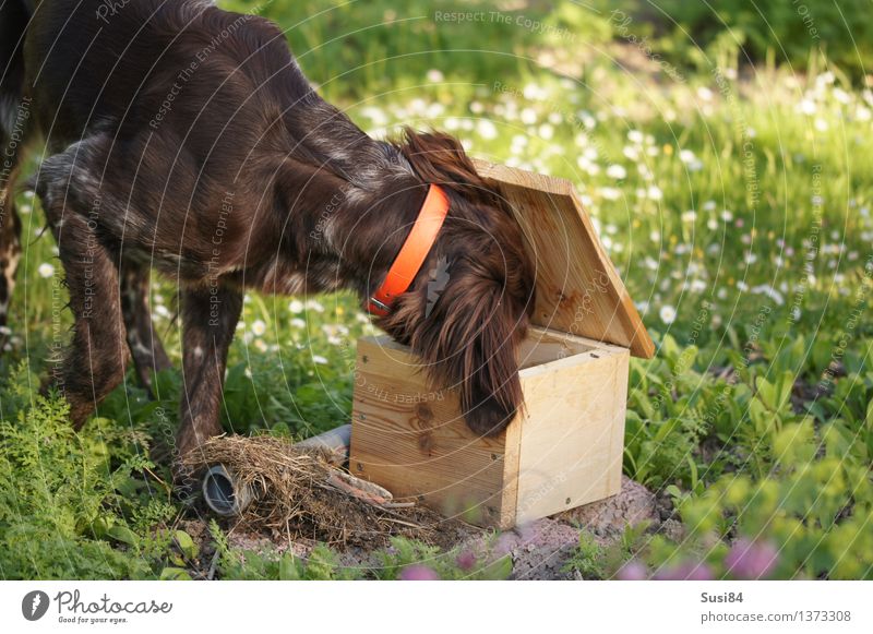 Neugierde im Frühling 2 Blume Gras Garten Wiese Haustier Hund Jagdhund 1 Tier natürlich braun grün weiß Begeisterung nachhaltig Farbfoto mehrfarbig