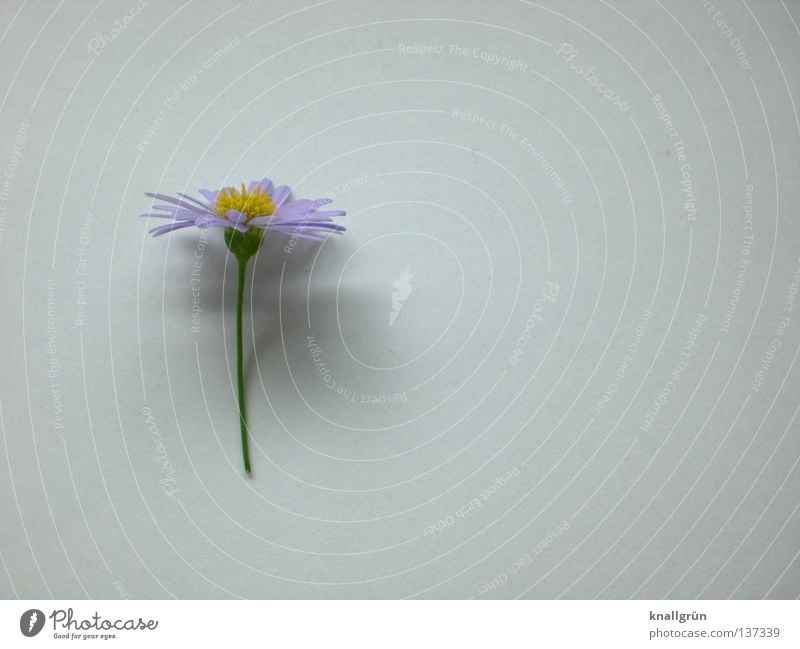 Schattenwerfer Blume Gänseblümchen weiß gelb violett grün Pflanze hell