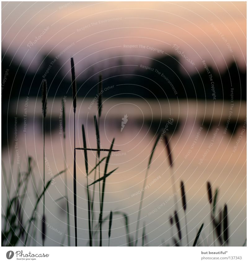 summernights° Abendsonne Dämmerung See Sommer Sommernacht Sonnenuntergang Obersee Schilfrohr Reflexion & Spiegelung Farbe Wärme