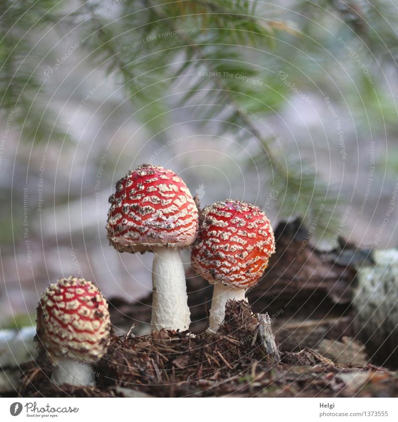 giftiges Trio... Umwelt Natur Pflanze Herbst Pilz Fliegenpilz Zweig Tannenzweig Wald Waldboden stehen Wachstum ästhetisch authentisch außergewöhnlich frisch