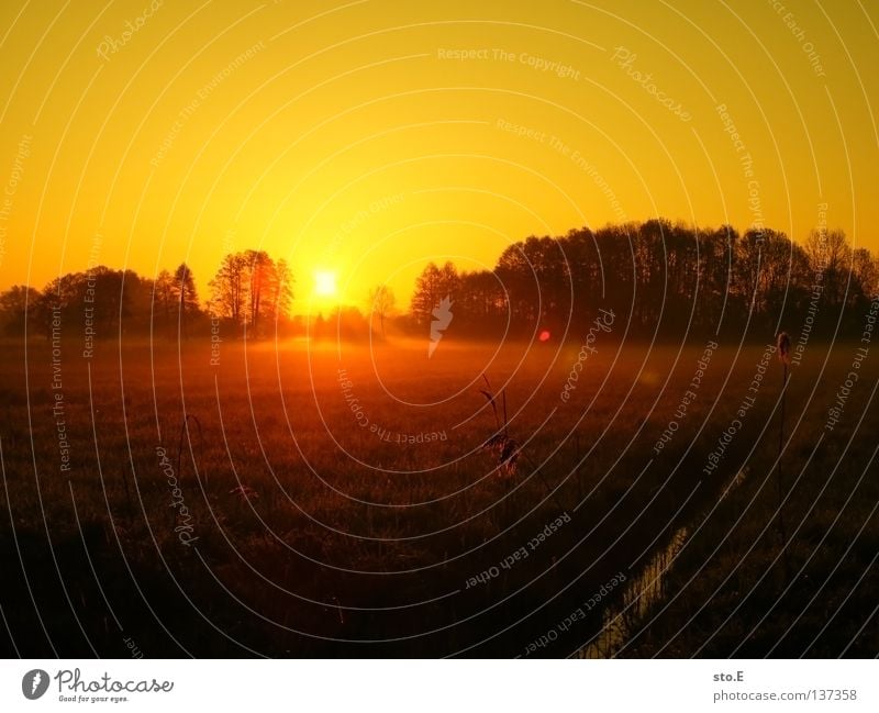 early morning | nebel pt.2 Kerl Mann maskulin Stimmung Körperhaltung Lampe Wiese Feld Ferne Sonnenaufgang Morgen Baum Baumkrone Blatt Horizont Silhouette