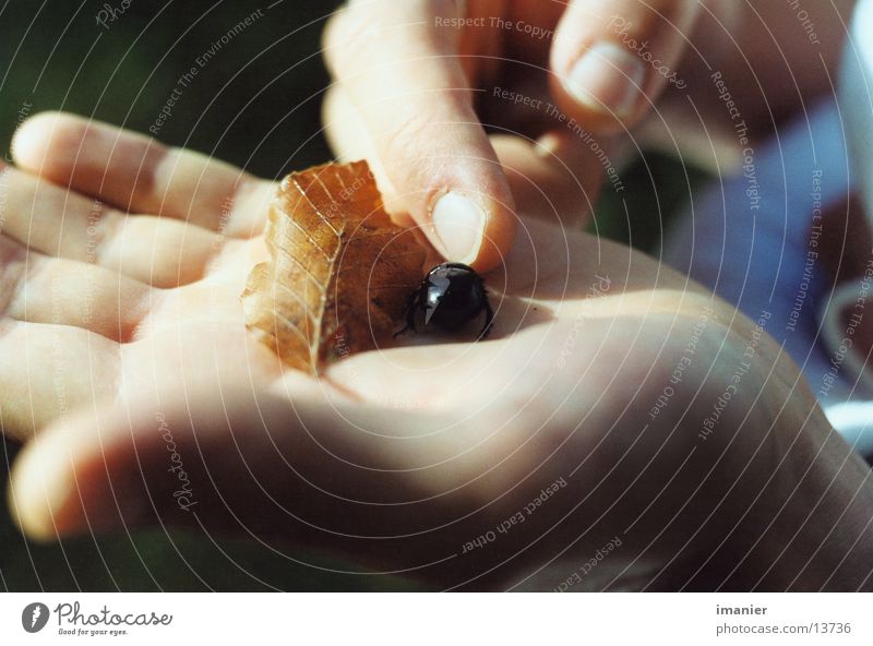 Der Käfer auf der Hand Blatt Nahaufnahme Verkehr