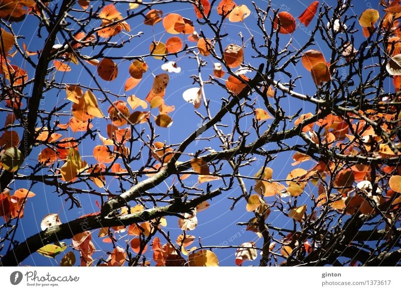 Herbstblätter Birnbaum Natur Pflanze Baum Blatt braun gelb gold orange Baumkrone Blätterdach Ussuri Birne Pyrus ussuriensis Jahreszeiten bunte Blätter Laubbaum