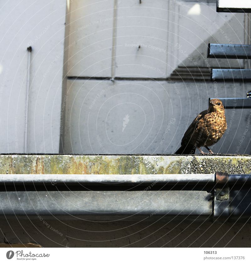 OBSERVE Vogel Haus krumm Tier stehen Blick bedrohlich gefährlich Beine Dach Stadt klein winzig braun Feder Lebewesen organisch fliegen beachten verfallen matz