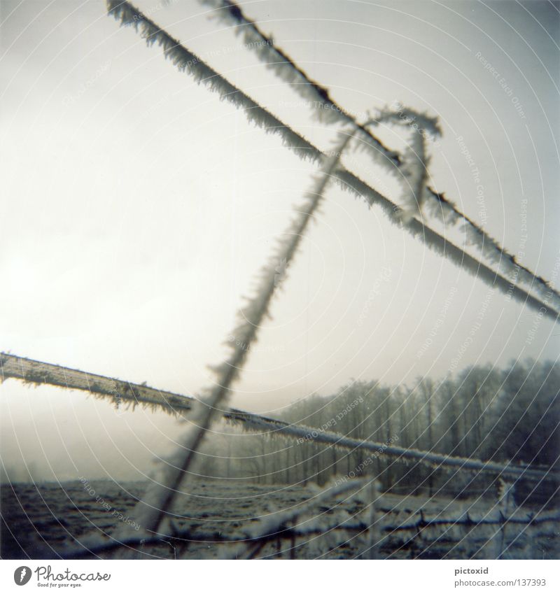 schneegrenze Zaun Wald Wiese gefroren kalt Eis Winter Schneelandschaft Eisblumen trist Einsamkeit Dämmerung Holga Frost Natur Kristallstrukturen Lomografie