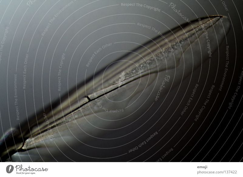 Wenn hinter Fliegen Fliegen fliegen, Insekt Stechmücke Makroaufnahme Nahaufnahme Retroring grau Tier klein durchsichtig Biologie leaf wing Flügel fly insect