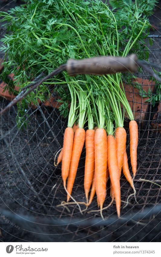 Möhren Lebensmittel Gemüse Ernährung Bioprodukte Vegetarische Ernährung Slowfood Erde Pflanze Nutzpflanze Feld ästhetisch authentisch einfach lecker nachhaltig