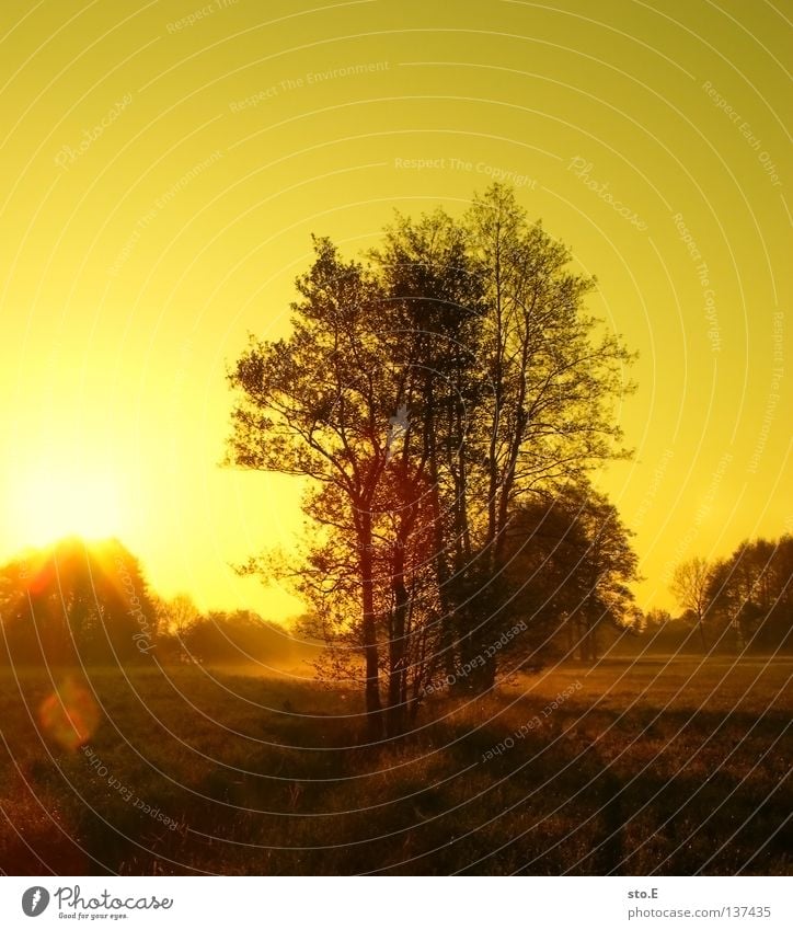 early morning | fließ pt.3 Stimmung Körperhaltung Lampe Wiese Feld Ferne Sonnenaufgang Morgen Baum Baumkrone Blatt Horizont Silhouette schwarz Schatten