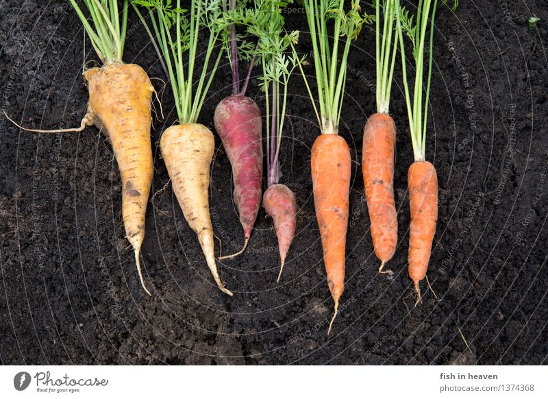 Möhren Lebensmittel Gemüse Ernährung Bioprodukte Vegetarische Ernährung Slowfood Natur Erde Pflanze Nutzpflanze Garten Feld ästhetisch außergewöhnlich lecker