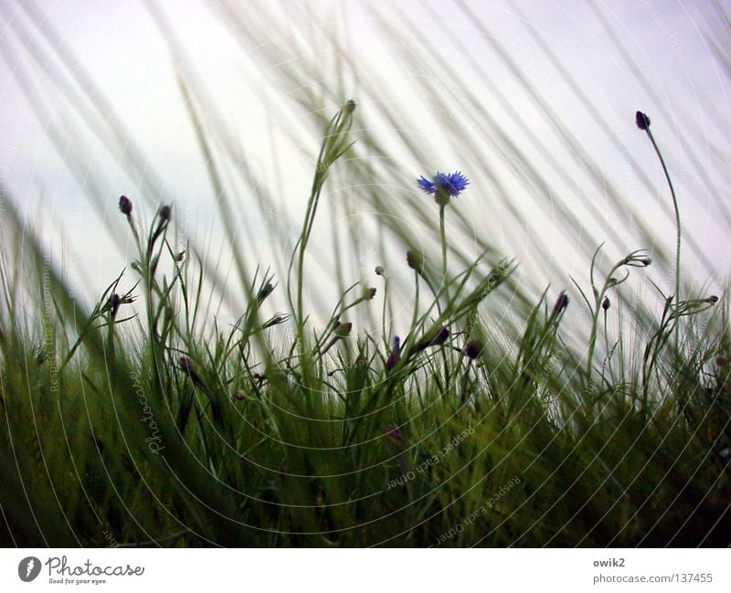 Außenseiter Getreide schön Landwirtschaft Forstwirtschaft Umwelt Natur Landschaft Pflanze Frühling Wind Blüte Feld Bewegung Wachstum blau grün Idylle Leben