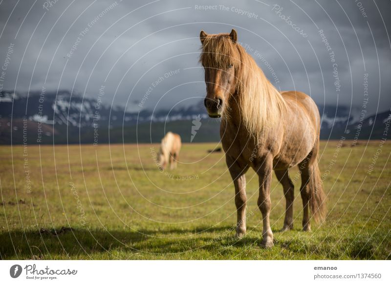 Der Isländer Ferien & Urlaub & Reisen Tourismus Ferne Freiheit Insel Berge u. Gebirge Natur Landschaft Himmel Wolken Klima Wetter Schnee Gras Wiese Tier