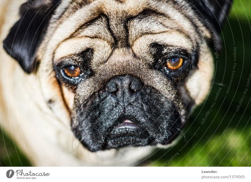 Mops Tier Haustier Hund 1 schön Blick Farbfoto Außenaufnahme Textfreiraum links Textfreiraum rechts Tag Licht Kontrast Sonnenlicht Unschärfe