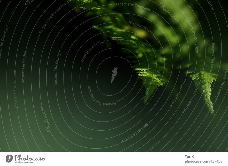 touch Pflanze Wachstum Waldrand Waldboden grün Verlauf Farbverlauf Hoffnung Wunsch ruhig Erholung Makroaufnahme Tiefenschärfe Zoomeffekt Schatten schwarz dunkel