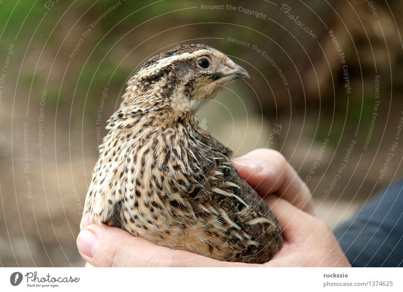 Wachtel, Coturnix Nutztier Wildtier Vogel berühren Wachteln Coturnix coturnix Huehnervogel Ei Wachtelei Quail Livestock Birds eggs quail eggs Hausgefluegel