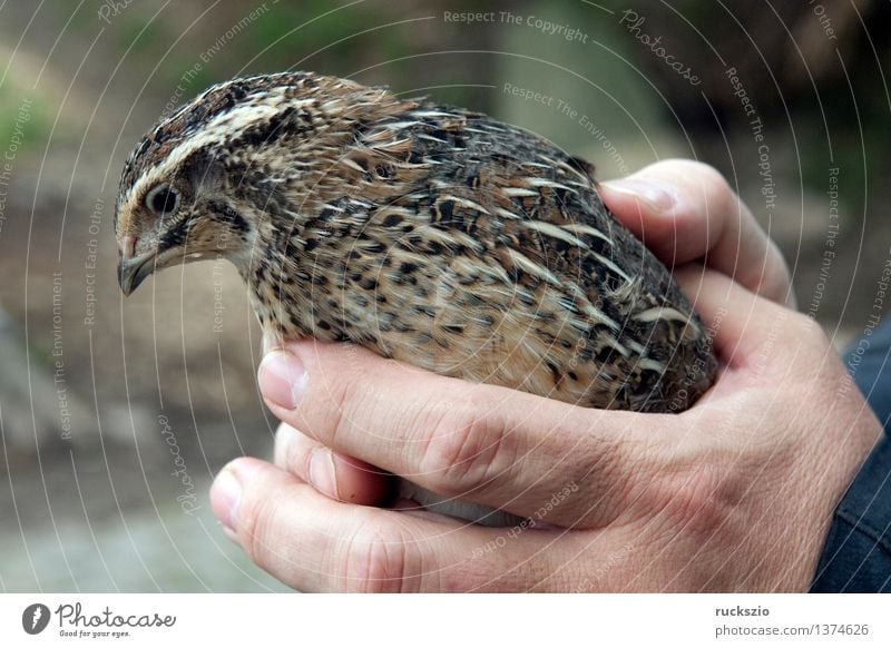 Wachtel, Coturnix Nutztier Wildtier Vogel berühren Wachteln Coturnix coturnix Huehnervogel Ei Wachtelei Quail Livestock Birds eggs quail eggs Hausgefluegel