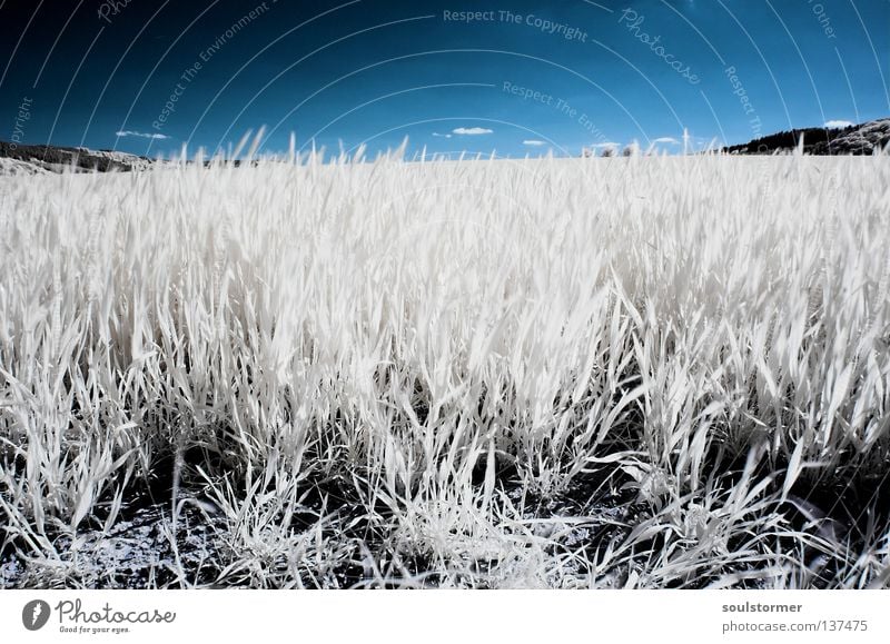 weites Feld im Frühling Infrarotaufnahme Wiese Personenzug Farbinfrarot fremd Gras Löwenzahn Gegenlicht Reflexion & Spiegelung weiß schwarz Blatt Halm