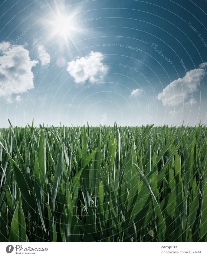 Auf dem Lande Sonnenstrahlen Reifezeit Wachstum Wiese Gras Ackerbau Halm Park Nahaufnahme grün Sommer Frühling Klee nass feucht Alm rund eckig Pflanze aufwachen