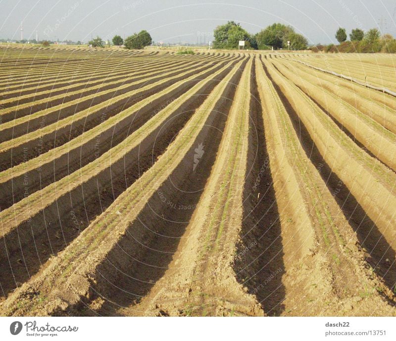 linien Feld Pflug Landwirtschaft Furche Amerika Spargel