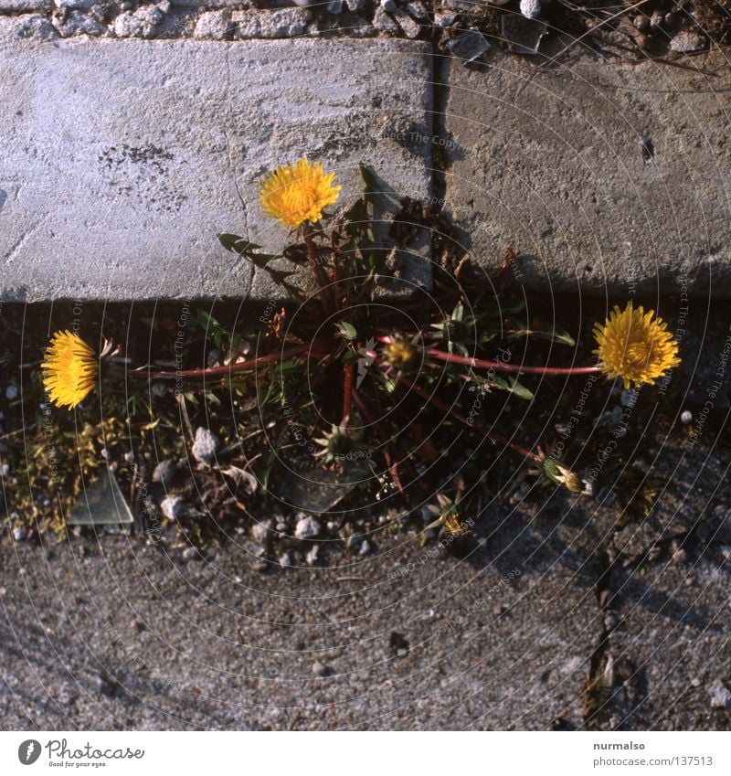 3erbande Blume Löwenzahn Bordsteinkante schön gelb Beton überall Furche Scherbe Am Rand Wegrand Kranz Kinderspiel Wiese Frühling Verkehrswege Peter Lustig